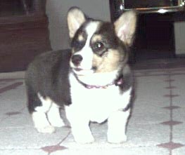 Joey the puppy